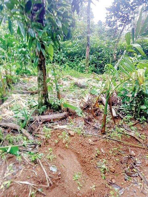 ಕಾಫಿ ತೋಟದಲ್ಲಿ ಕಾಡಾನೆಗಳ ದಾಂಧಲೆ