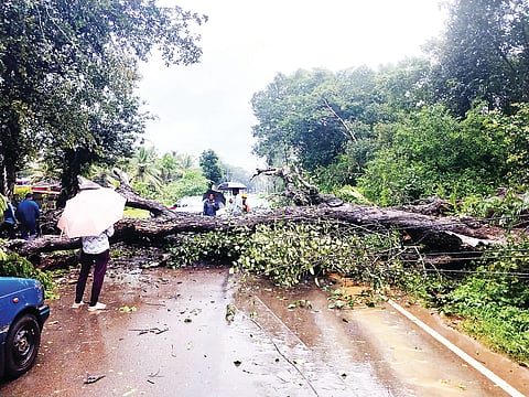 ವರುಣಾರ್ಭಟದಿಂದ ಕೃಷಿಗೆ ಹಿನ್ನಡೆ