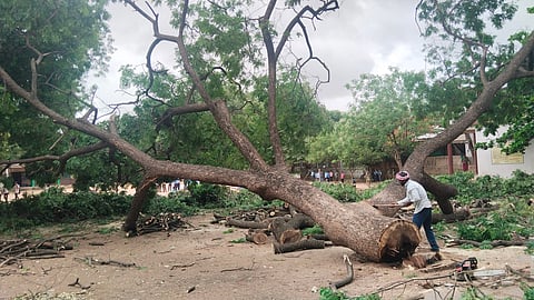 district koppal mhps school tree cutting