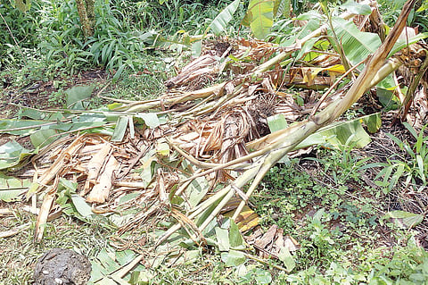 ಕಿರುಂದಾಡಿನಲ್ಲಿ ಕಾಡಾನೆ ದಾಂಧಲೆ
