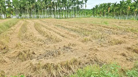 ಭತ್ತದ ಗದ್ದೆಯಲ್ಲಿಯೇ ಉಳಿದಿರುವ ಭತ್ತದ ಹುಲ್ಲು.