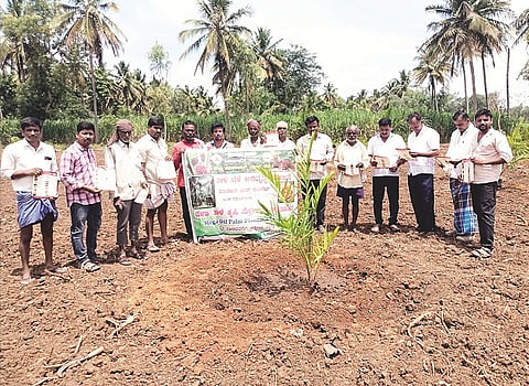 ಬಿದರಹಳ್ಳಿ ಗ್ರಾಮದಲ್ಲಿ ರೈತ ಬಿ.ಸಿ.ಯೋಗೇಶ್ ಅವರ ಜಮೀನಿನಲ್ಲಿ ಆಯೋಜಿಸಿದ್ದ ಮೆಗಾ ತಾಳೆ ಕೃಷಿ ಪ್ರೋತ್ಸಾಹ ಅಭಿಯಾನಕ್ಕೆ  ಕೆ.ಎಂ.ರೇಖಾ ಚಾಲನೆ ನೀಡಿದರು.  
