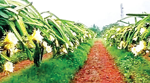 7myk2 Dragon fruit story (1)