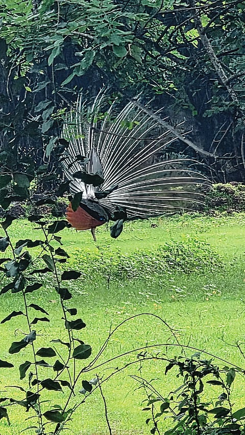 BKL PEACOCK