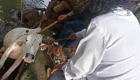 Cow
