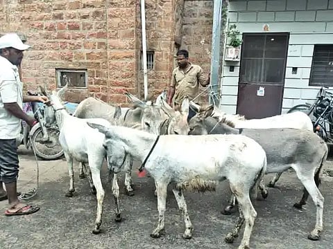 Donkey owner fined Rs. 20,000