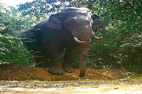 ELEPHANT