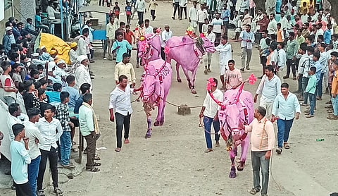 Farmers celebrated by worshipping bulls