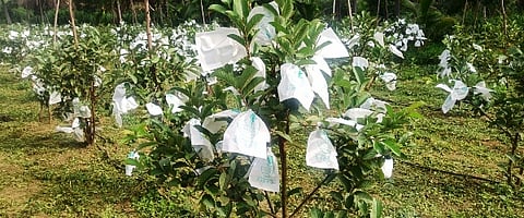 Kantharaju Ankanahalli Raitha-