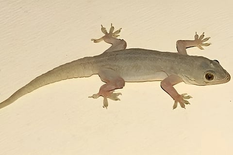 Lizards