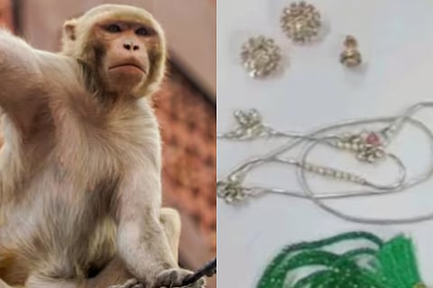 Monkey snatches devotee