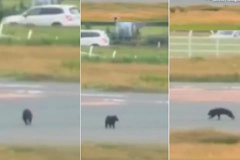 Video Viral