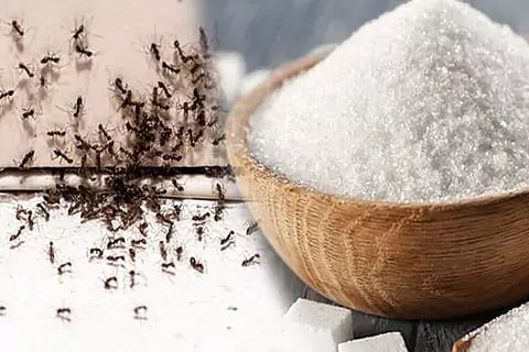Ants