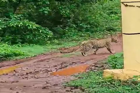 cheeta