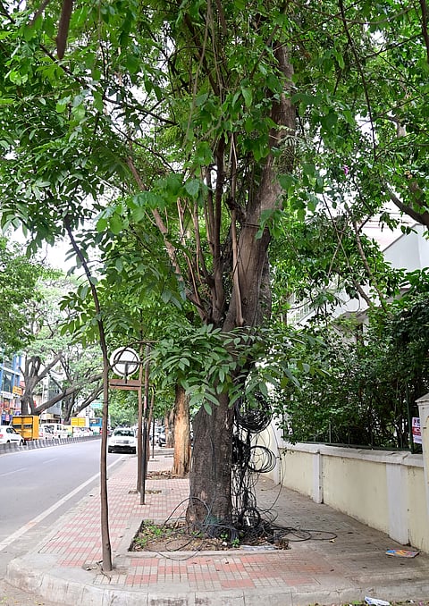 city trees