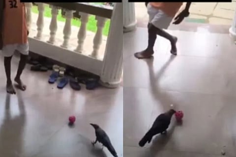 crow playing football