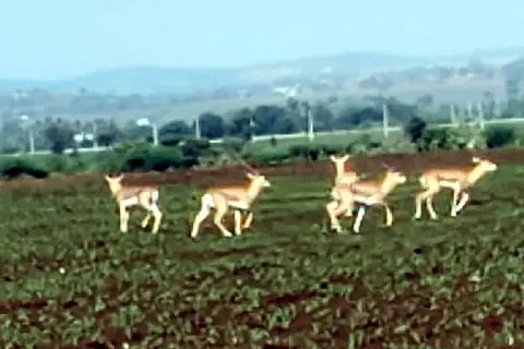 deer threat to the Sprouted plant