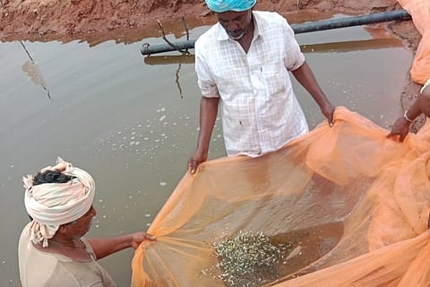 dvg-fish-2.jpg
