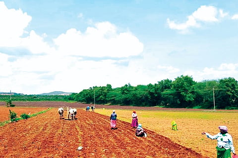 dvg-sowing-1.jpg
