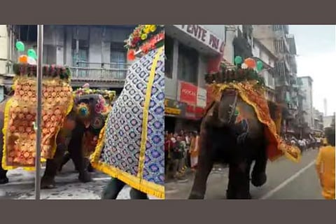elephant