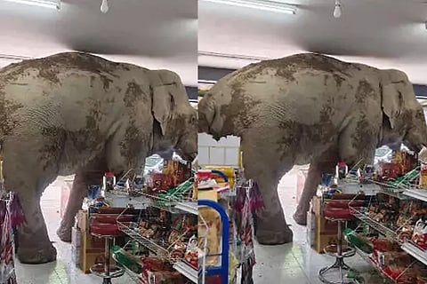 Elephant
