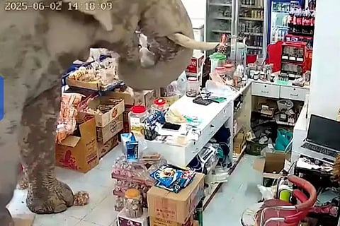 elephant