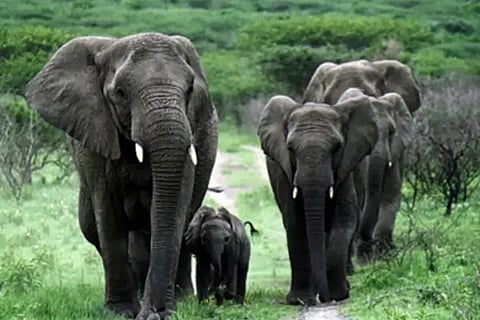 Elephants