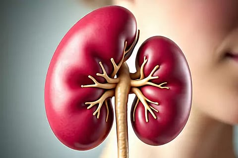 Healthy Kidney