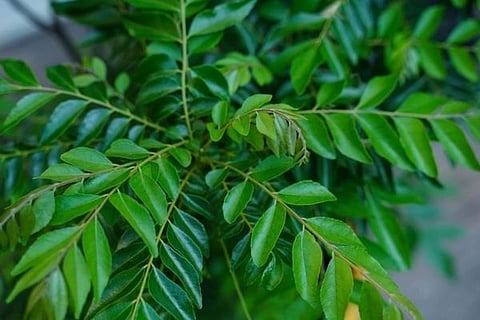 karibevu
