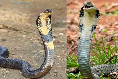 King Cobras