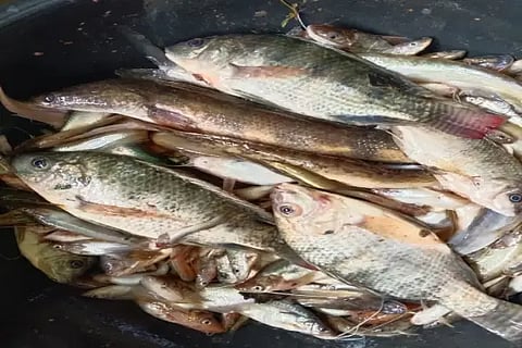 kls fish