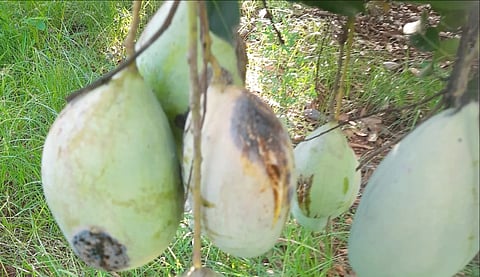 mango