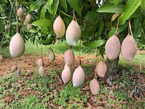 mango department