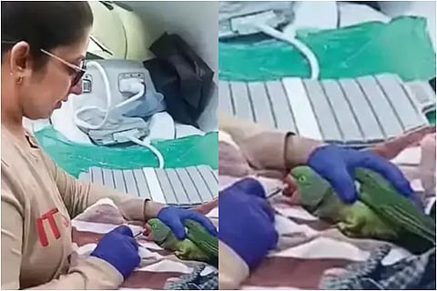 parrot