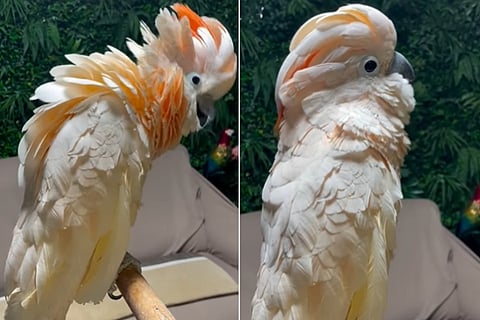 parrot