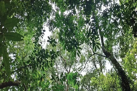 sgr forest