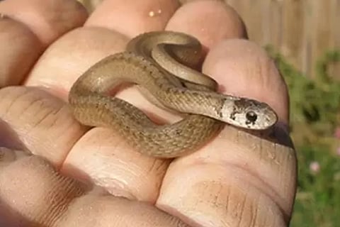 Snake Bite