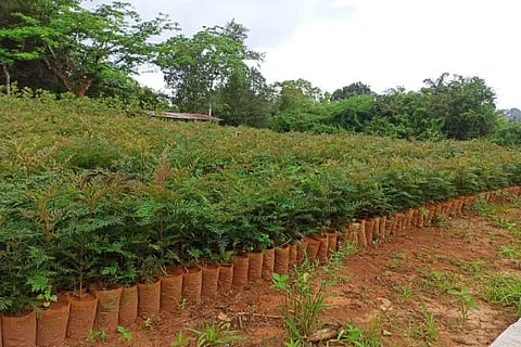 sri tree