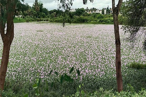 tavarekere