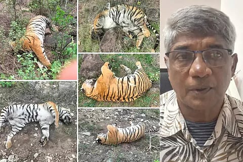 Tigers death
