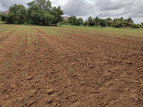 district koppal agreeculture department rain affect