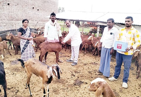 ಕುಷ್ಟಗಿ ತಾಲೂಕಿನ ನೀರಲೂಟಿ ಗ್ರಾಮದಲ್ಲಿ ಪಶು ಪಾಲನಾ ಇಲಾಖೆಯಿಂದ ಕುರಿಗಳಿಗೆ ಜಂತುನಿವಾರಕ ಔಷಧ ಹಾಗೂ ಕರಳುಬೇನೆಗೆ ಹಿರಿಯ ಪಶು ವೈದ್ಯಾಧಿಕಾರಿ ಸಿದ್ದಲಿಂಗಯ್ಯ ಶಂಕೀನ್ ಲಸಿಕೆ ಹಾಕಿದರು. ಪಶು ಸಖಿ ಹುಲಿಗೆಮ್ಮ, ಪ್ರಮುಖರಾದ ಮಲ್ಲಿಕಾರ್ಜುನ ಅಗಸಿಮುಂದಿನ, ಶಂಕ್ರಪ್ಪ, ಗ್ಯಾನಪ್ಪ ಇದ್ದರು.