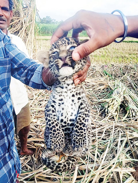 ಕಬ್ಬಿನ ಗದ್ದೆಯಲ್ಲಿ ಎರಡು ಚಿರತೆ ಮರಿ ಪತ್ತೆ