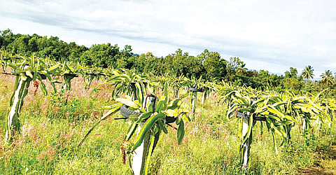 ಸಮಗ್ರ ಬೇಸಾಯದಿಂದ ಗಮನಸೆಳೆದ ರೈತ
