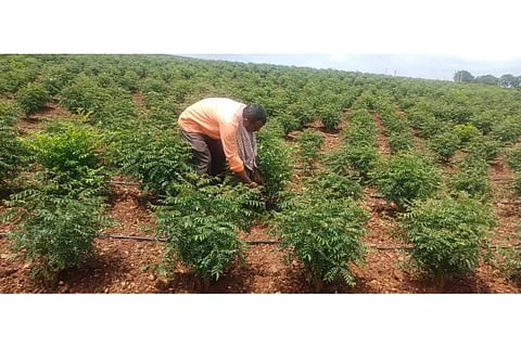 13-karibevu story