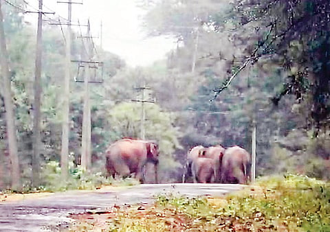 19 HANUR 5 elephant