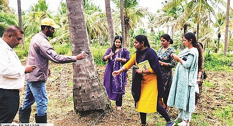 ಕಾಸರಗೋಡಿನ ಕೇಂದ್ರೀಯ ತೋಟದ ಬೆಳೆಗಳ ಸಂಶೋಧನಾ ಕೇಂದ್ರ(ಸಿಪಿಸಿಆರ್‌ಐ) ವಿಜ್ಞಾನಿಗಳ ತಂಡ  ತೆಂಗಿನ ತೋಟವೊಂದರಲ್ಲಿ ಅಧ್ಯಯನ ನಡೆಸುತ್ತಿರುವುದು.