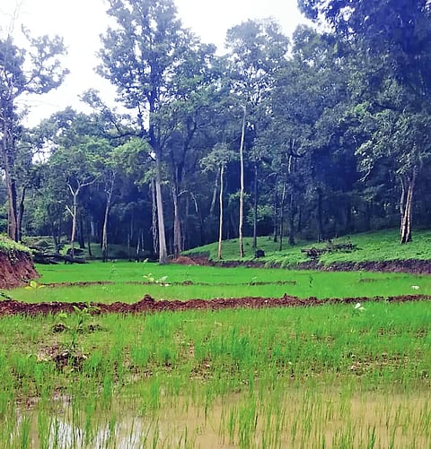 21 ylp 07 (forest)