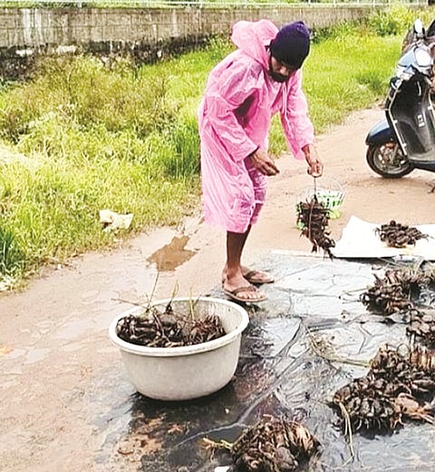 ಪೊನ್ನಂಪೇಟೆ ತಾಲೂಕು ಕಚೇರಿ ಎದುರು ವ್ಯಕ್ತಿಯೊಬ್ಬ ಏಡಿ ವ್ಯಾಪಾರ ಮಾಡುತ್ತಿರುವುದು.