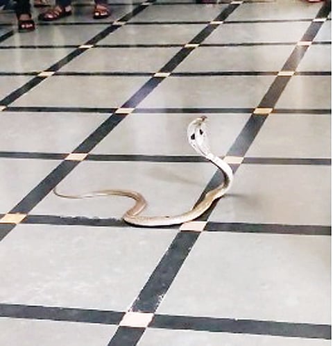 snake sighting